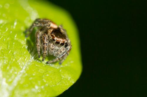 Evarcha falcata